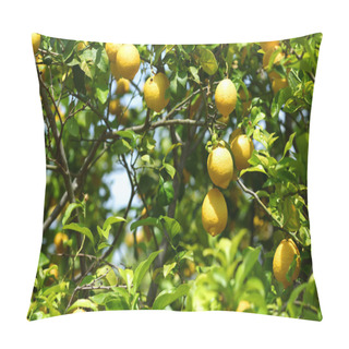 Personality  Lemon Close Up Pillow Covers