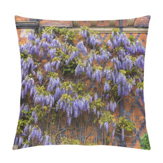 Personality  Large Wisteria Flowering Plant. Pillow Covers
