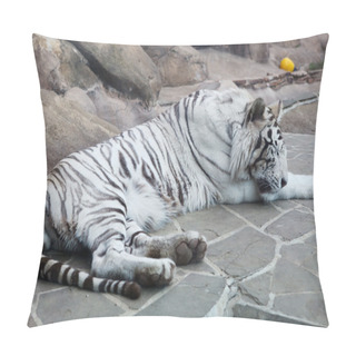 Personality  Closeup Of Sleeping White Tiger On Rock Pillow Covers