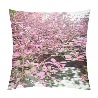 Personality  Close-up Of Bridal Teardrop Flower With Blurred Background. Pillow Covers