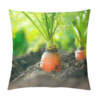 Personality  Organic Carrots. Carrot Growing Closeup Pillow Covers