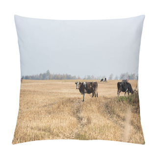 Personality  Selective Focus Of Herd Of Bulls And Cows Standing In Pasture  Pillow Covers