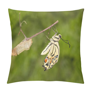 Personality  Close-up Of Amazing Moment About Butterfly (Papilio Machaon)  Emerging From Chrysalis On Twig On Green Background Pillow Covers