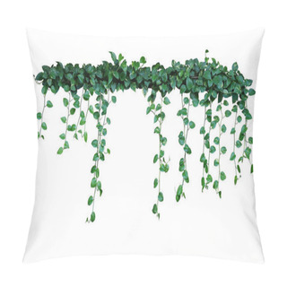 Personality  Hanging Pothos Or Devils Ivy Vines Liana Plant With Green And Variegated Leaves (Epipremnum Aureum Marble Queen Pothos), Tropical Foliage Houseplant Isolated On White Background With Clipping Path. Pillow Covers