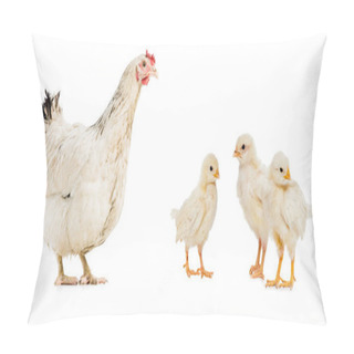 Personality  Three Chickens And Hen Isolated On White Pillow Covers