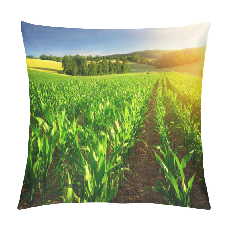 Personality  Sunlit Rows Of Corn Plants Pillow Covers