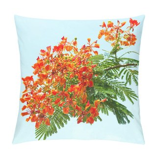 Personality  Royal Poinciana, Flower. Pillow Covers