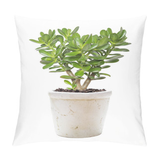 Personality  House Plant Crassula On A White Pillow Covers