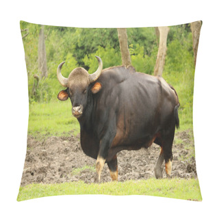 Personality  Indian Bull Guar, Bos Gaurus, Bandipur National Park, Maharashtra, India. Pillow Covers