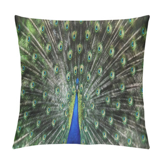 Personality  Portrait Of Beautiful Peacock  Pillow Covers