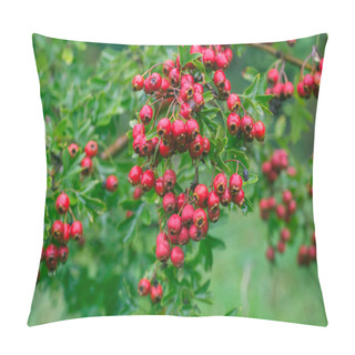 Personality  Crataegus Hawthorn, Thornapple, May-tree, Whitethorn, Or Hawberry Berries On Twig Macro Pillow Covers