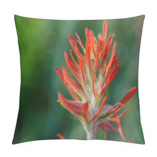 Personality  Indian Paintbrush Close Up Horizontal Pillow Covers