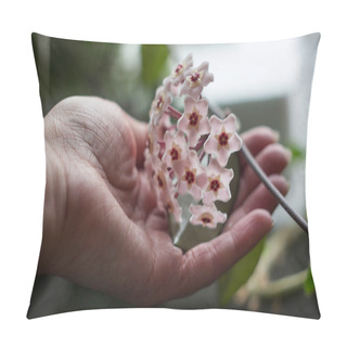 Personality  Pink Hoya Carnosa Flower In A Female Hand. Close Up Detail Of Wax Plant, Sweet-smelling Flowers, Background Pillow Covers
