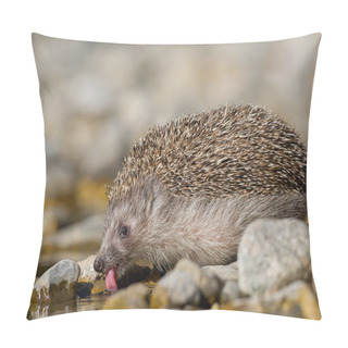 Personality  European Hedgehog Drinking Water Pillow Covers