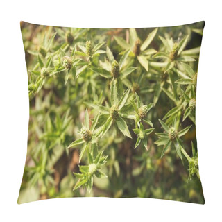 Personality  Green Eryngium Foetidum Plant In Nature Garden Pillow Covers