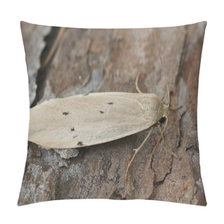 Personality  Natural Closeup On A Lightbrown Dotted Footman Moth, Pelosia Muscerda Sitting On Wood In The Garden Pillow Covers