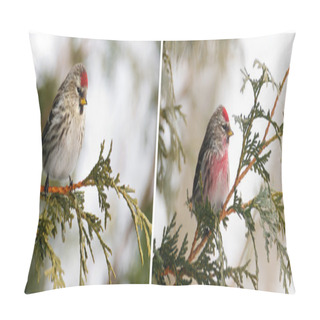Personality  Female And Male Common Redpoll Side By Side. Pillow Covers