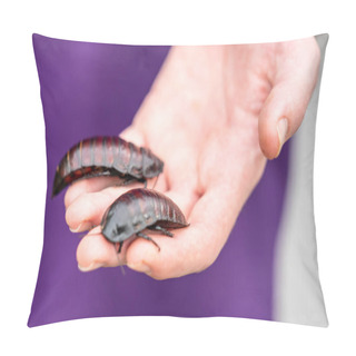 Personality  Gromphadorhina Is One Of Several Roach Genera In The Tribe Gromphadorhinini It Is One Of Several Genera Known As Hissing Cockroaches, And Common In The Pet Trade. Pillow Covers