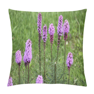 Personality  Dense Blazing Star Flowers (Liatris Spicata) On Green Background Pillow Covers
