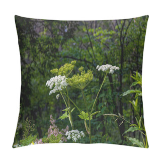 Personality  American Cow Parsnip (Heracleum Maximum)  Is Also Known As  Satan Celery, Indian Celery, Indian Rhubarb Or Pushki. Native To North America. Pillow Covers