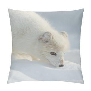 Personality  Arctic Fox In Winter Pillow Covers