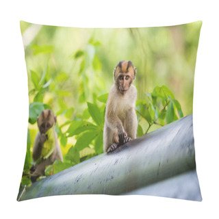 Personality  Wild Macaques On Tropical Tioman Island In Malaysia. Beautiful Wildlife Nature Of South East Asia. Pillow Covers