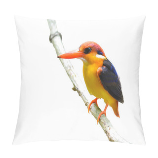 Personality  Black-backed Kingfisher Pillow Covers