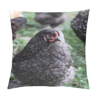 Personality  Blue Cochin Hen Free Range Outdoors With The Rest Of Her Mixed Flock In Someone's Backyard. Extreme Shallow Depth Of Field With Selective Focus On Chicken's Face. Pillow Covers