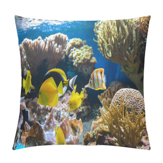 Personality  Small Fish Swimming In An Aquarium On A Blue Background With Algae In The Background. London.  Pillow Covers