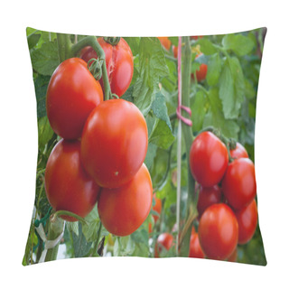 Personality  Growth Ripe Tomato Pillow Covers