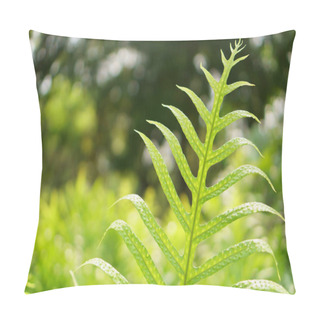 Personality  Fresh Green Pinnatisect Shape Leaf Of The Wart Fern Of Hawii Commonly Called Monarch Fern Or Musk Fern, Ground Cover Plant In Polypodiaceae Family, Grows In Wild In The Western Pacific, Tropical Plants                                  Pillow Covers