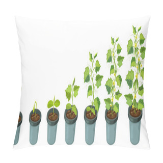 Personality  Cucumber Plants In Pot. Cucumber Growth Stages From Seed To Flowering And Ripening. Vector Illustration Of Healthy Plants Life Cycle Isolated On White Backdrop.organic Gardening. City Farm Infographic Pillow Covers