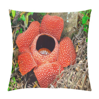 Personality  Rafflesia, The Biggest Flower In The World. This Species Located In Ranau Sabah, Borneo. Malaysia Pillow Covers