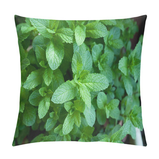 Personality  Fresh Pepermint Plants Growing In A Garden. Healthy Herb. Pillow Covers