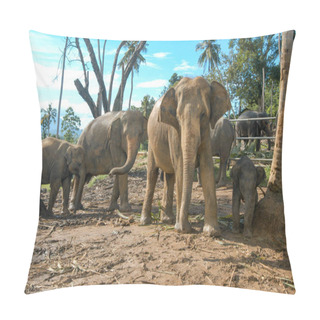 Personality  Elephants From The Pinnewala Elephant Orphanage Pillow Covers