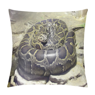 Personality  Python Molurus Pillow Covers