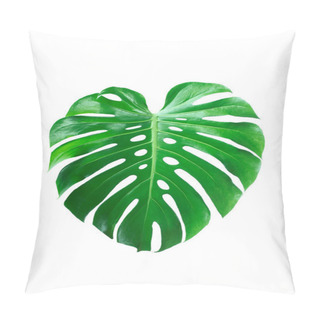 Personality  Dark Green Leaves Of Monstera Or Split Leaf Philodendron (Monstera Deliciosa) Tropical Foliage Plant Growing In Forest Isolated On A White Background, Monstera Deliciosa Plant Leaves. Web Designs.  Pillow Covers