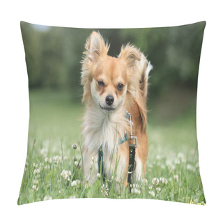 Personality  Chihuahua Pillow Covers