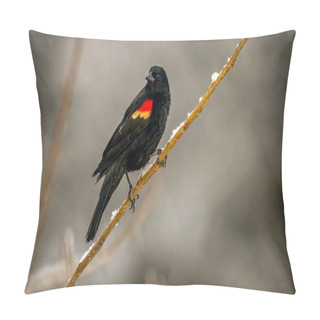 Personality  Red Winged Blackbird Pillow Covers