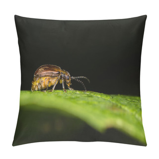 Personality  Viburnum Beetle (Pyrrhalta Viburni) Gravid Female Pillow Covers