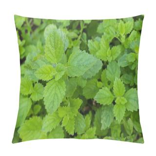 Personality  Lemon Balm Plant (Melissa Officinalis) Pillow Covers