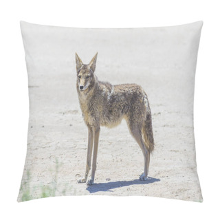 Personality  Coyote Stalk On Roadside  In Desert Area. Pillow Covers