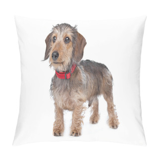 Personality  Wire-haired Dachshund Pillow Covers