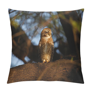 Personality  Spotted Owlet Perched In A Tree Pillow Covers