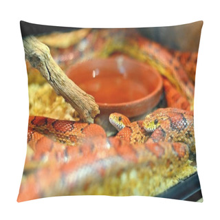 Personality  Snake In The Zoo Behind The Glass Pillow Covers