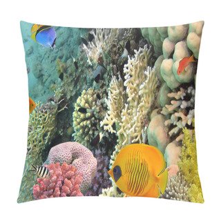 Personality  Photo Of A Coral Colony, Red Sea, Egypt Pillow Covers