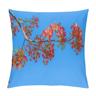 Personality  Royal Poinciana, Flamboyant, Flame Tree In The Blue Sky Pillow Covers