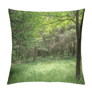 Personality  Beautiful Trees With Sunlight Background, Nature, Park, Spring And Summer Season Pillow Covers