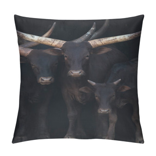 Personality  Close-up Of Three Ankole-Watusi Cattle In Shed Pillow Covers