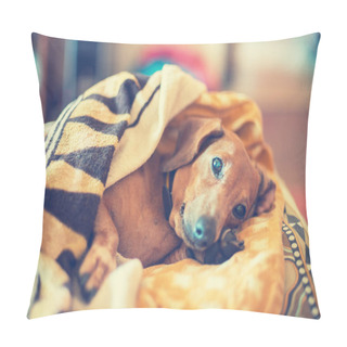 Personality  Dreaming Small Dog Lying On The Couch  Pillow Covers